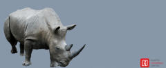 灰犀牛生长在非洲的草原，fxcm福汇app
